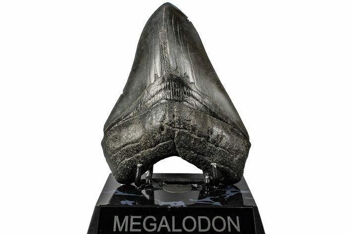 Fossil Megalodon Tooth - South Carolina #197865